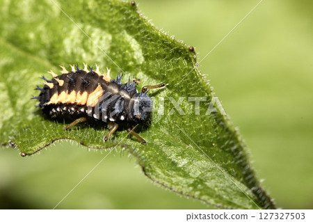 Close up of a Harlequin Larvae Ladybird ladybug insect on fauna 127327503