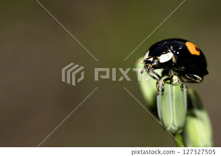 Close up of a Harlequin Ladybird ladybug insect on fauna 127327505