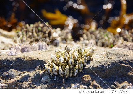 頭狀花序mitella 頭狀花序mitella 127327681