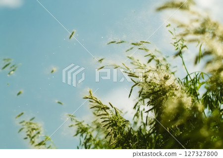 Field with flowers and floating pollen closeup Field with flowers and floating pollen closeup 127327800