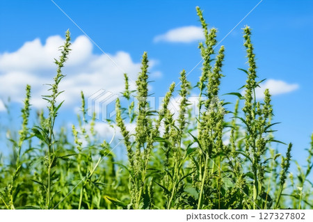 Field with flowers and floating pollen closeup 127327802
