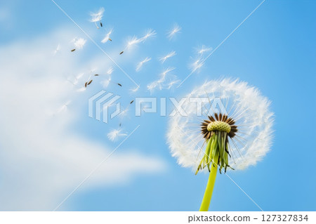 Dandelion seeds scattering under a sunny sky 127327834