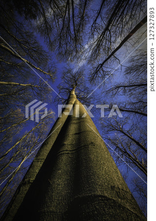 Crown of Light 127327893