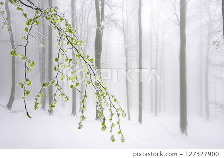 Spring Awakening in the Snow 127327900