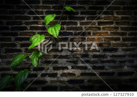 Vine climbing old brick wall 127327910