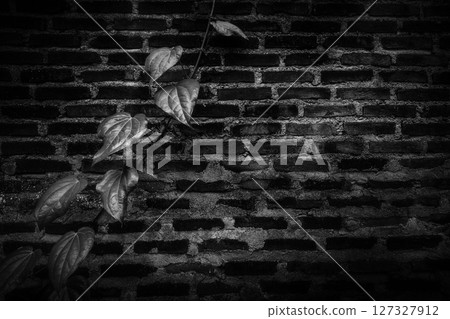 Monochrome vine on brick wall 127327912