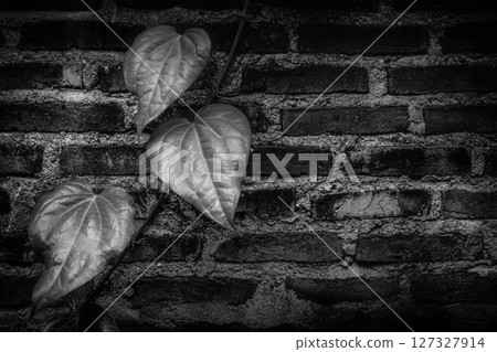 Climbing vine in monochrome against old brick wall Climbing vine in monochrome against old brick wall 127327914