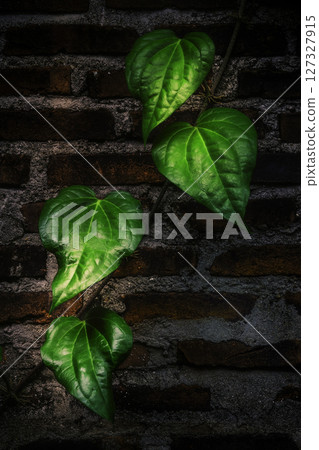 Heart-shaped leaves glowing on a brick wall Heart-shaped leaves glowing on a brick wall 127327915