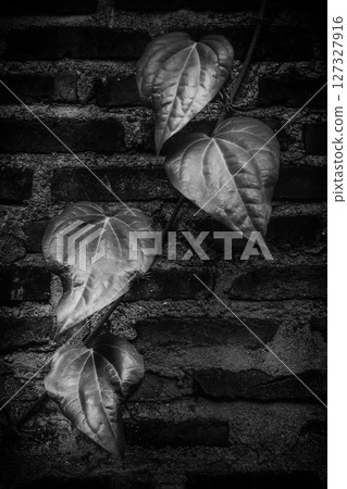 Climbing vine on textured wall in monochrome Climbing vine on textured wall in monochrome 127327916