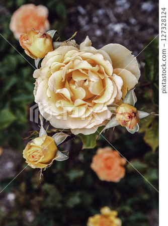 Delightful Rosa Flowers 'Happy Birthday' on natural background. Delightful Rosa Flowers 'Happy Birthday' on natural background. 127328124