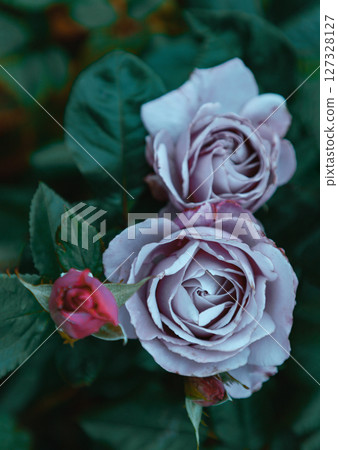 Beauty Rose Flowers 'Silver Shadow' on green leaves background. Beauty Rose Flowers 'Silver Shadow' on green leaves background. 127328127