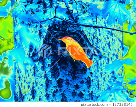 Infrared Thermal Image of small bird near hollow in tree. Thermal Image of Eurasian nuthatch or wood nuthatch (Sitta europaea) on tree trunk in Infrared colors Infrared Thermal Image of small bird near hollow in tree. Thermal Image of Eurasian nuthatch or wood nuthatch (Sitta europaea) on tree trunk in Infrared colors 127328145