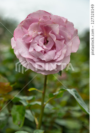 Beauty Pink Rose Flowers 'Blessings' a type of hybrid tea rose for its large. 127328149