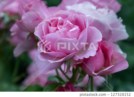 Delightful Pink Rose Flowers 'Saffie-Rose' a special rose plant named and created in memory of their beautiful daughter. Delightful Pink Rose Flowers 'Saffie-Rose' a special rose plant named and created in memory of their beautiful daughter. 127328152