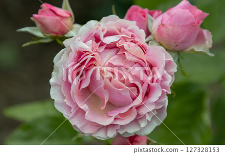Delightful Rose Flowers 'Westminster Pink' a large-flowered hybrid tea rose. Delightful Rose Flowers 'Westminster Pink' a large-flowered hybrid tea rose. 127328153