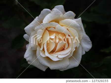 Delightful Yellow Rose Flowers 'Adrianna' or 'Frydesire' is a Hybrid Tea rose on dark background. Delightful Yellow Rose Flowers 'Adrianna' or 'Frydesire' is a Hybrid Tea rose on dark background. 127328155