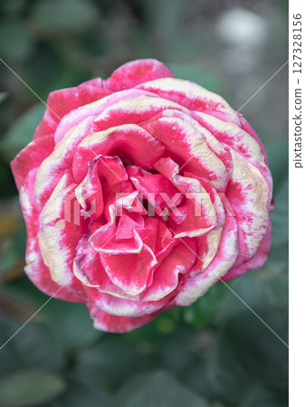 Delightful Rose Flowers 'Charisma' on green leaves background. Delightful Rose Flowers 'Charisma' on green leaves background. 127328156