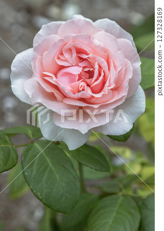 Pretty Pink flowers 'Donatella' on Green leaves background. Pretty Pink flowers 'Donatella' on Green leaves background. 127328169