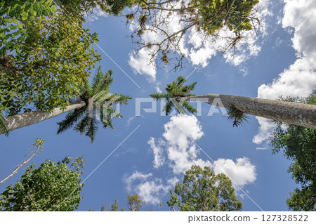 Tall palm trees Tall palm trees 127328522