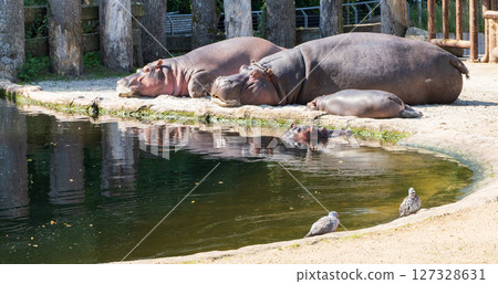 Two large hippos are resting by the pond Two large hippos are resting by the pond 127328631