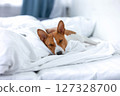 Pet - Dog Sleeping in Owner's Bed on White Bedding.  127328700