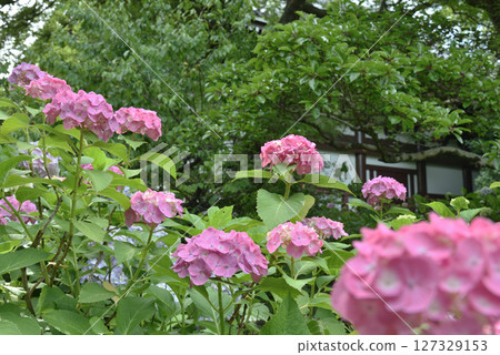Pink hydrangeas behind the main hall of Chishaku-in Temple (Higashiyama Ward, Kyoto City) 127329153