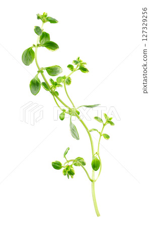 Fresh thyme sprig isolated on white background. Lemon thyme or Thymus citriodorus. Medicinal and culinary herb. Clipping path. Fresh thyme sprig isolated on white background. Lemon thyme or Thymus citriodorus. Medicinal and culinary herb. Clipping path. 127329256
