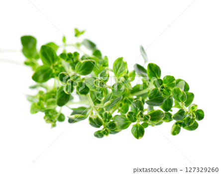 Fresh thyme sprig isolated on white background. Lemon thyme or Thymus citriodorus. Medicinal and culinary herb. Clipping path. 127329260