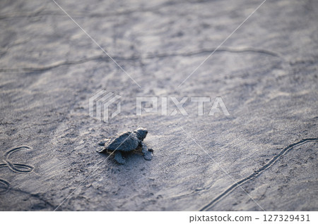 Baby sea turtle crawl on beach sand Baby sea turtle crawl on beach sand 127329431