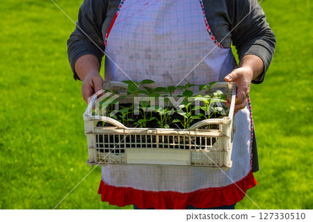 Light-skinned woman holding seedlings in sunny garden Light-skinned woman holding seedlings in sunny garden 127330510