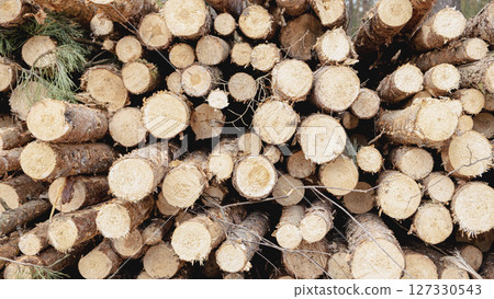 Wooden Logs with Forest on Background. Wood as a source renewable energy. Lumber industry. 127330543