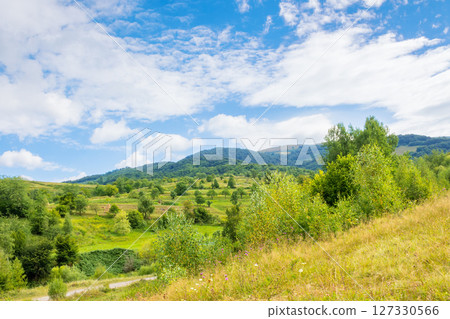 beautiful countryside of ukraine. forest on the slope. sunny day. scenic summer landscape in carpathian mountains. grassy field and rolling hills. rural scenery. natural environment 127330566