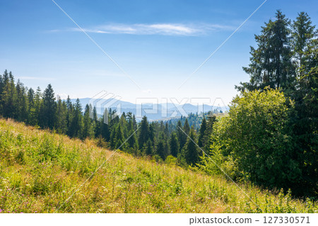 forest on the grassy meadow in mountains. beautiful sunny landscape with spruce trees on the hillside. wonderful scenery of carpathian mountains in summer forenoon. evergreen woodland 127330571