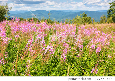 mountain landscape with fireweed flower. purple plant. outdoor nature in summer. forest in the background behind field of grass. green travel scenery with meadow and scenic view mountain landscape with fireweed flower. purple plant. outdoor nature in summer. forest in the background behind field of grass. green travel scenery with meadow and scenic view 127330572
