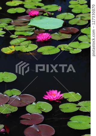 Pink water lilies blooming on the surface of a pond Pink water lilies blooming on the surface of a pond 127330870