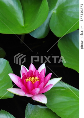 一朵粉紅色睡蓮的特寫 127330873