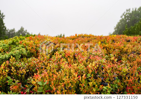 Tabernacles of stale blackberry in the mountains. The blackberry berries have been drained. Chew the leaves of the blackberry bushes against the background of the fog. 127331150