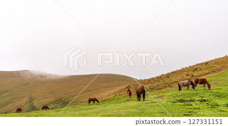 Herd of horses grazing in a mountain meadow. 127331151