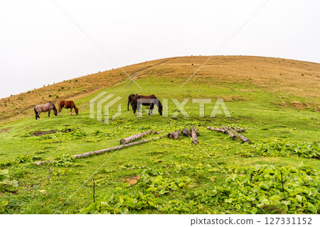 A herd of horses grazing in a meadow. Domestic horses in the mountains. Horses walking against the backdrop of a landscape. 127331152