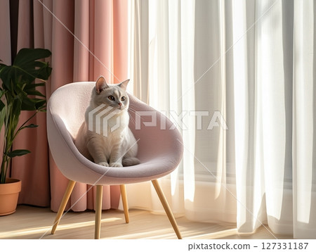 White cat sits gracefully on a pink chair in a cozy, stylish room with soft natural light. White cat sits gracefully on a pink chair in a cozy, stylish room with soft natural light. 127331187