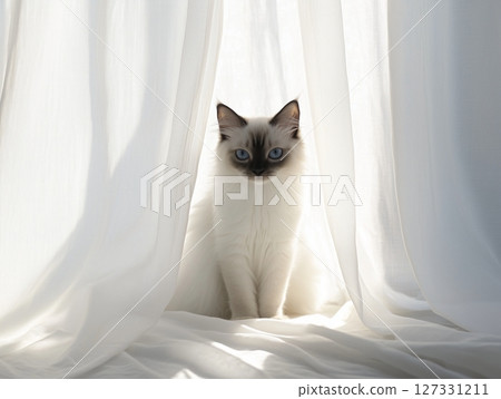 Balinese cat sits gracefully in flowing sheer fabric, elegant and serene indoor setting. Balinese cat sits gracefully in flowing sheer fabric, elegant and serene indoor setting. 127331211