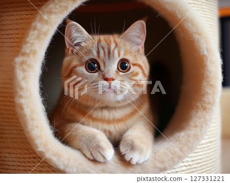 Ginger cat sits snugly inside a cozy cat house, warm tones and soft indoor lighting. Ginger cat sits snugly inside a cozy cat house, warm tones and soft indoor lighting. 127331221