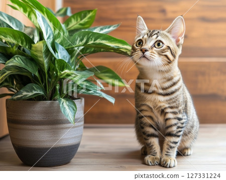 Striped kitten sits near a potted houseplant, looking upward with curious green eyes indoors. 127331224