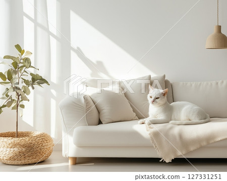 Japanese Bobtail cat lies relaxed on light sofa in cozy, sunlit room with warm natural light. 127331251