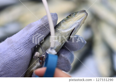 疫苗接種 127331290