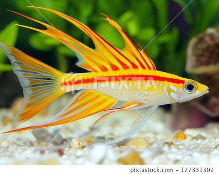 Beautiful aquarium fish swimming gracefully in clear water, close-up, tropical and colorful. 127331302