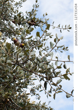 Acorns from holm oak. Blue sky, Spain Acorns from holm oak. Blue sky, Spain 127331434