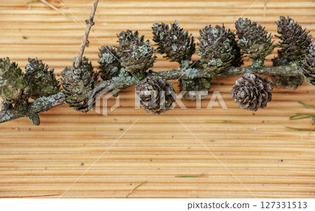Old cut branch of a European larch with lichen on wooden background. Old cut branch of a European larch with lichen on wooden background. 127331513