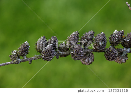 Old cut branch of a European larch with cones and lichen on blurred green background. Old cut branch of a European larch with cones and lichen on blurred green background. 127331516
