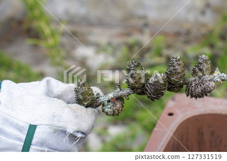 Close-up of gloved hand holding old cut European larch branch with cones and lichen on blurred green background. Close-up of gloved hand holding old cut European larch branch with cones and lichen on blurred green background. 127331519